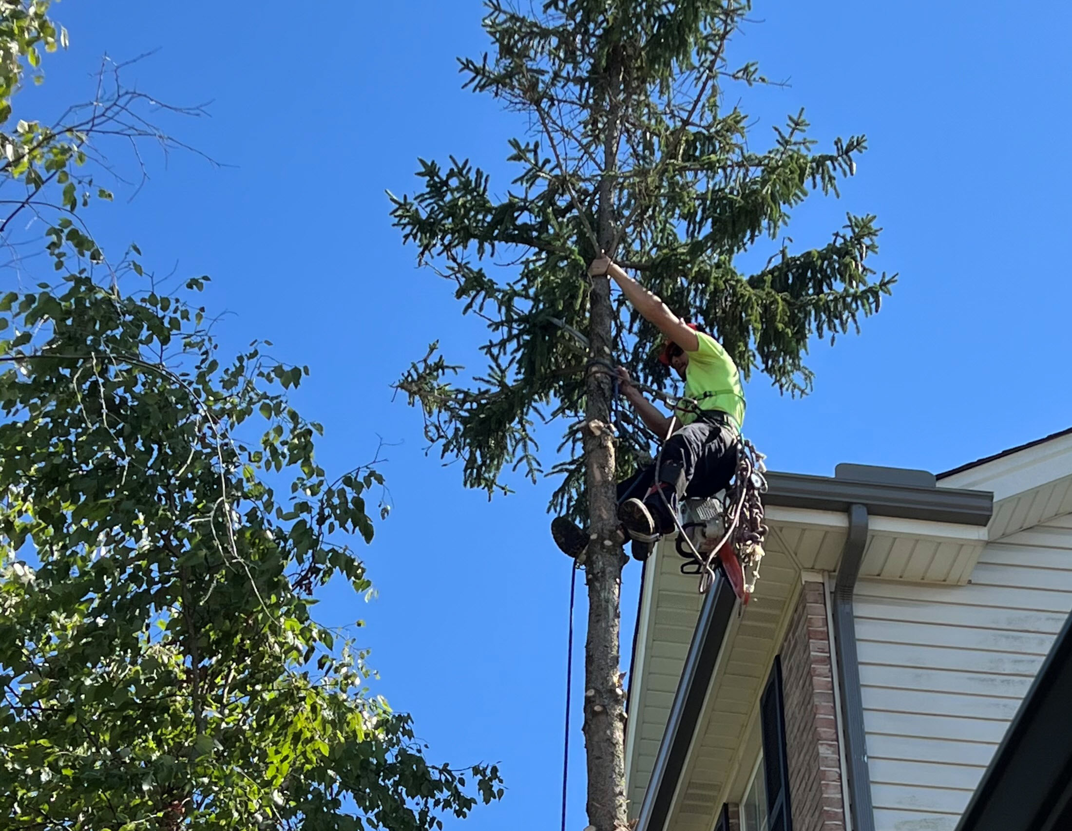 Tree Removal Service