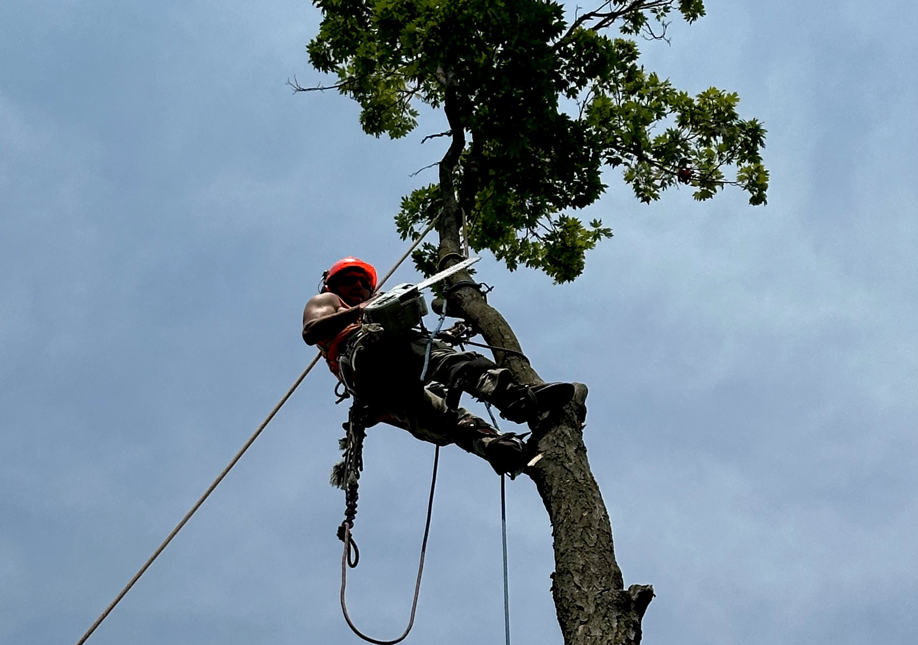 Emergency Tree Service Service