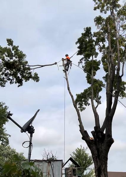 arborist services