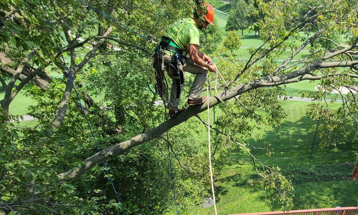 Tree Trimming Service