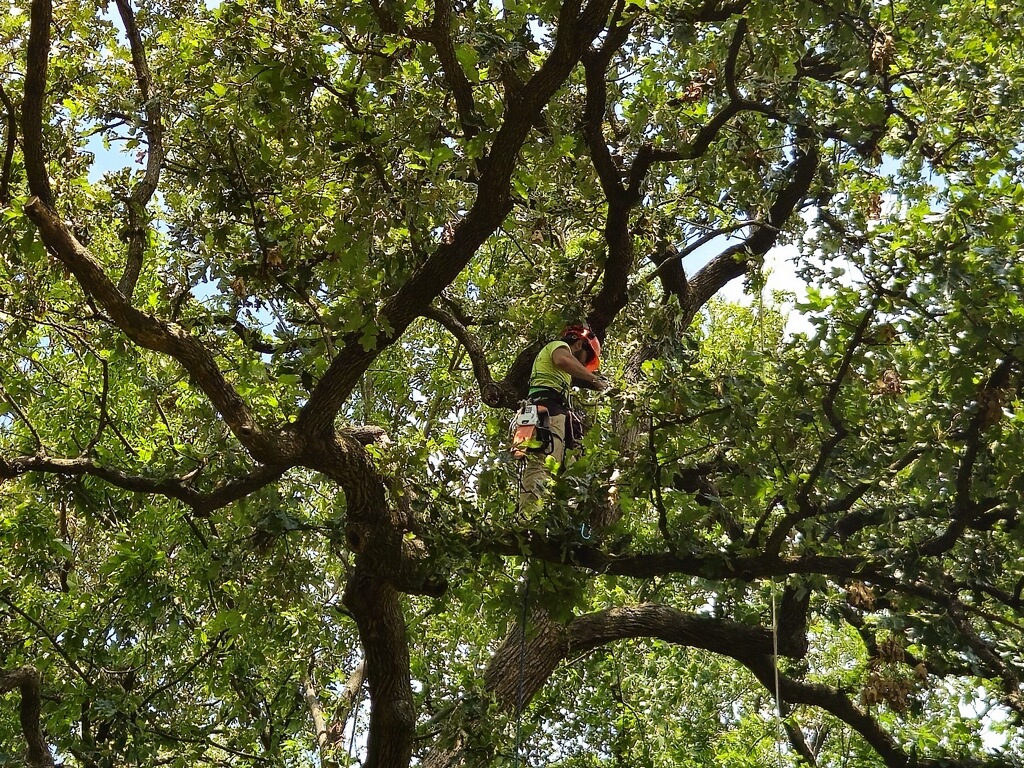 Tree & Plant Health Care Service