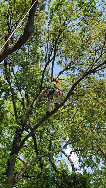 Tree Care services in McBaine