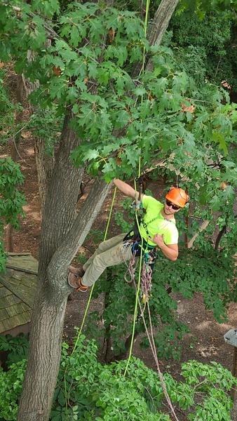 Tree Care services in Boone County
