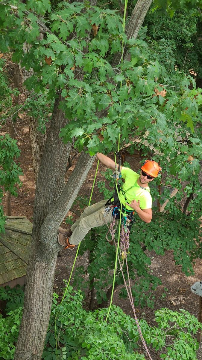 Tree Care services in Boone County