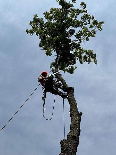 Tree Care services in Hartsburg