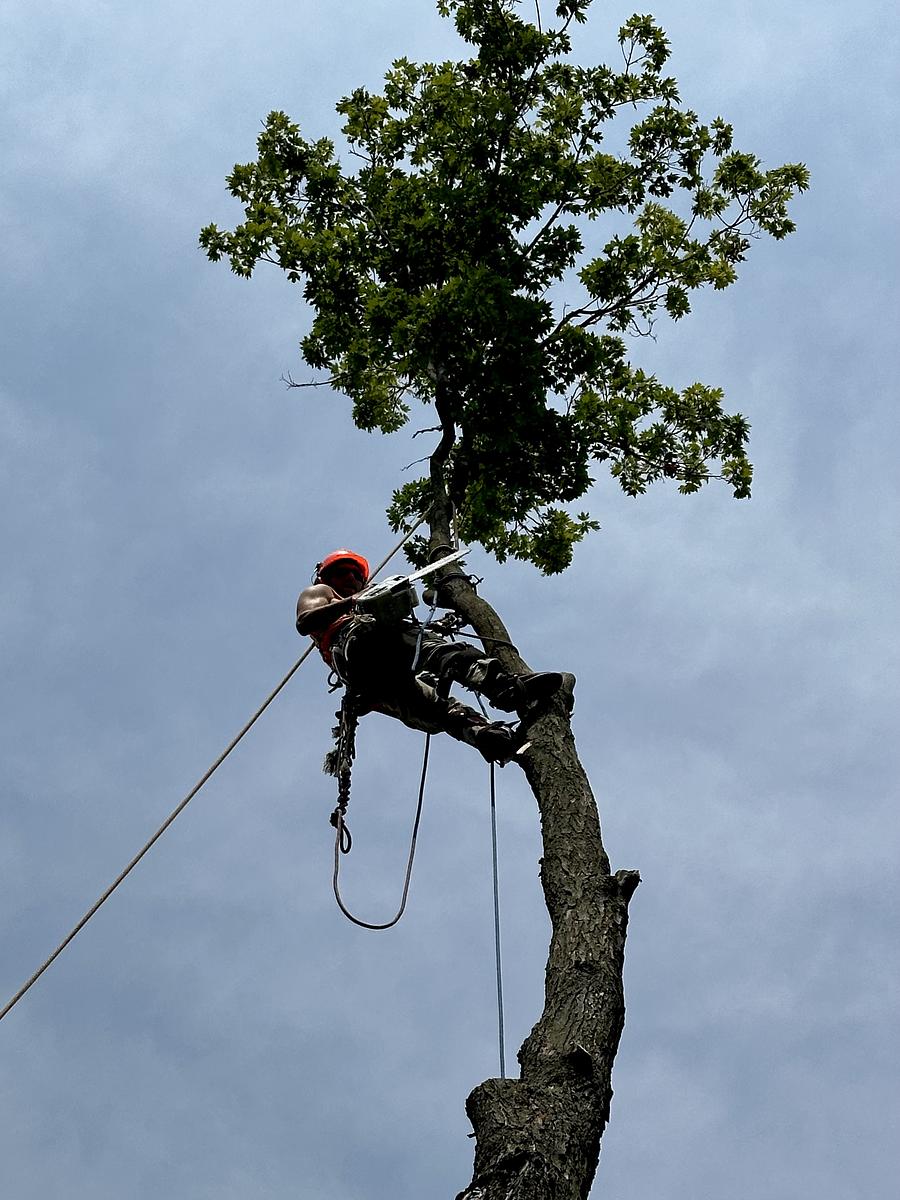 Tree Care services in Hartsburg