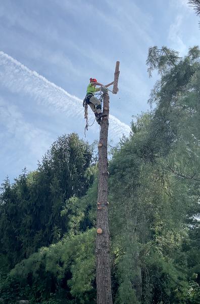 Tree Care services in Hallsville