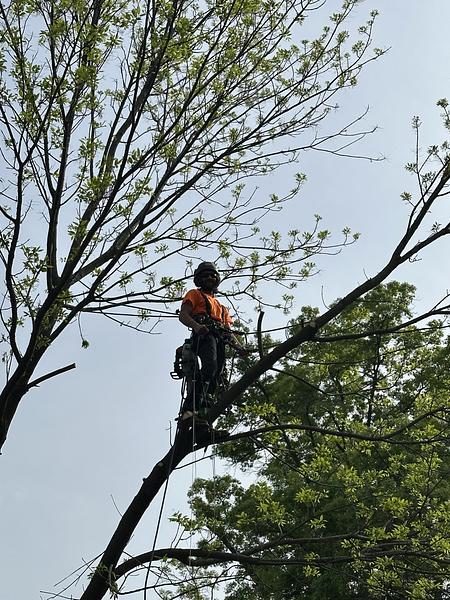 Tree Care services in Pierpont