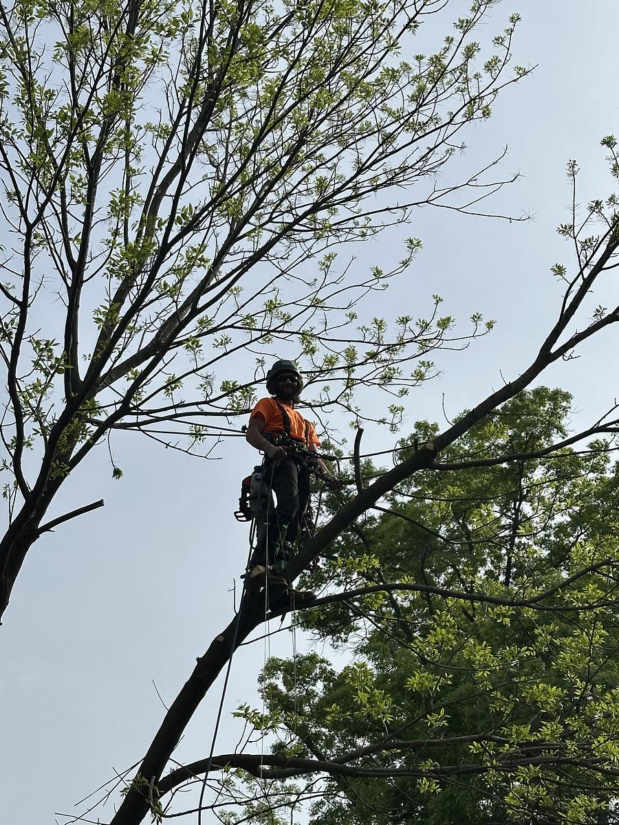 Tree Care services in Pierpont